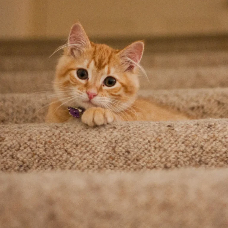 Pet stains on carpet