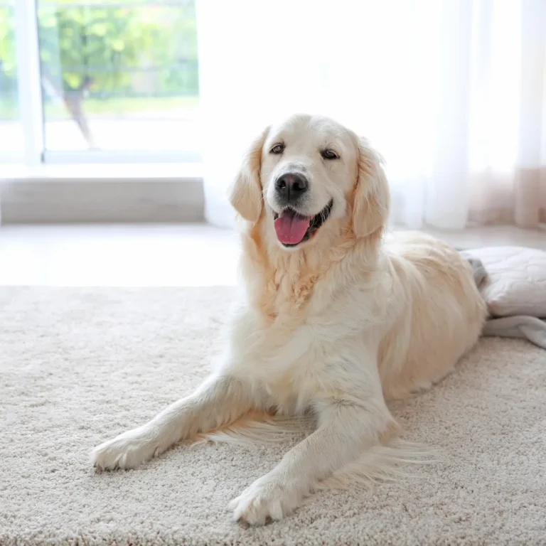 5 Pet stains on carpet