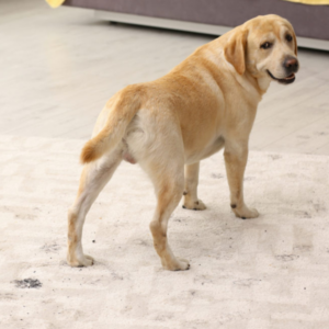 Pet stains carpet cleaning
