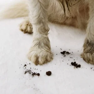 Pet Odor & Stain Removal