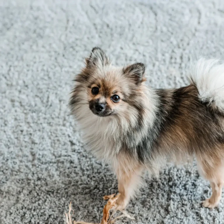 Pet stains carpet cleaning