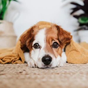 Pet stains carpet cleaning