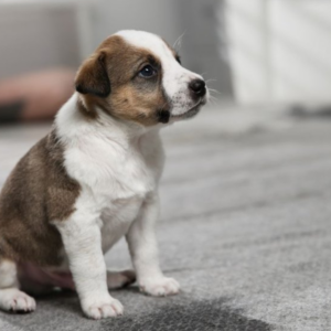 Pet stains carpet cleaning