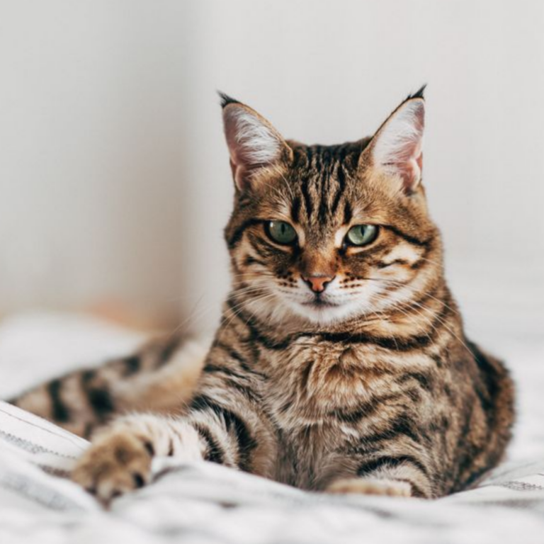 Pet stains carpet cleaning