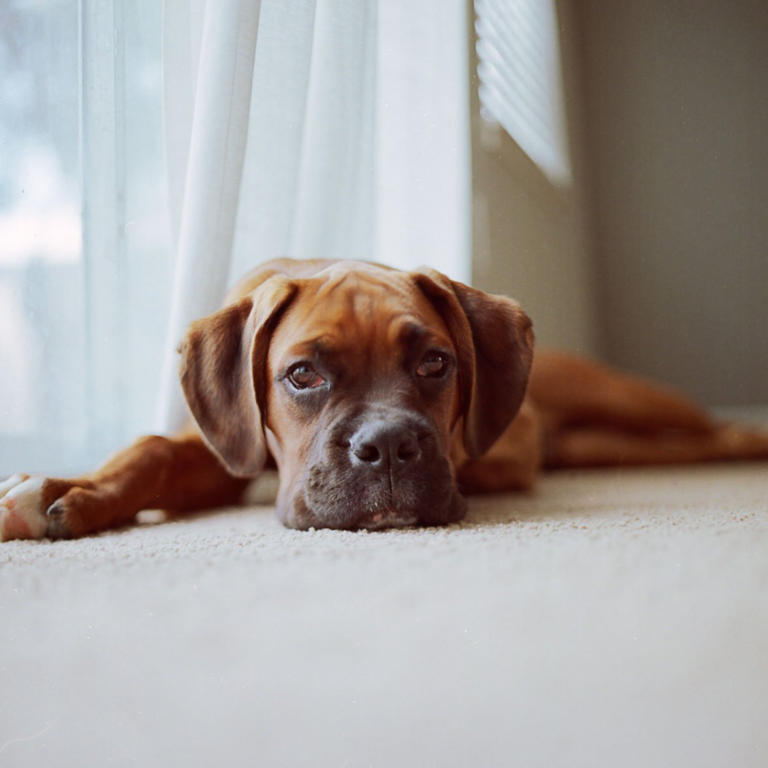 Pet stains on carpet