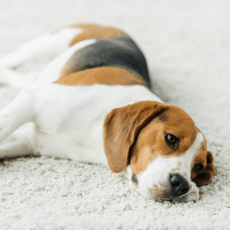 Pet stains on carpet