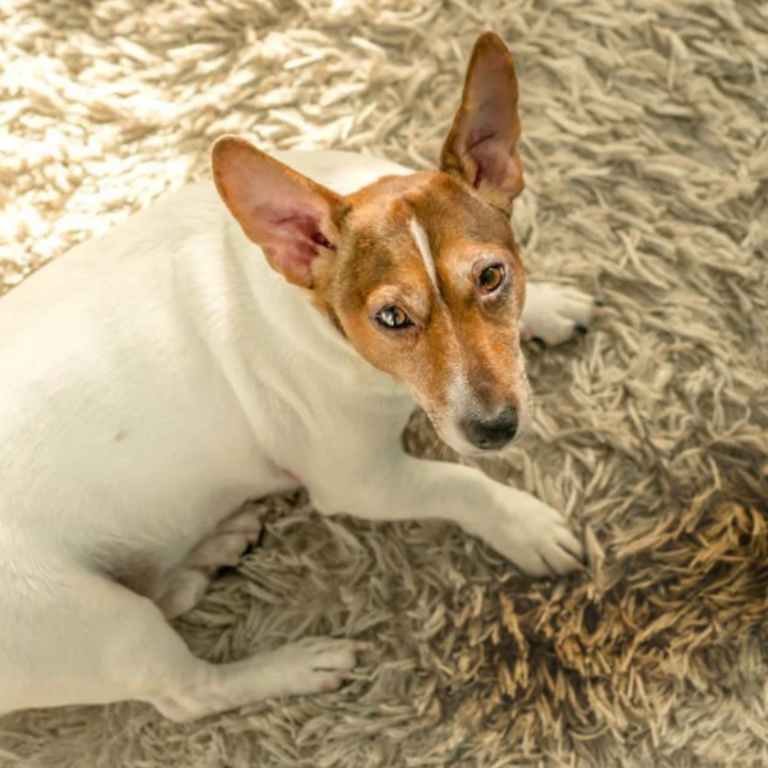 Pet stains on carpet