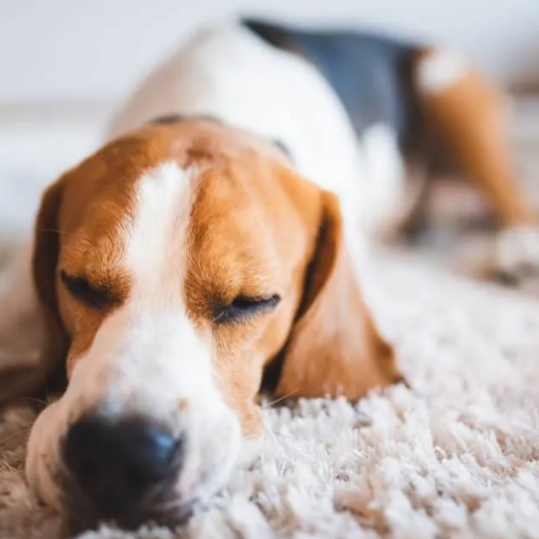 Pet stains on carpet