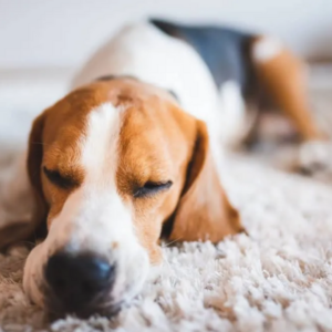 Pet stains carpet cleaning