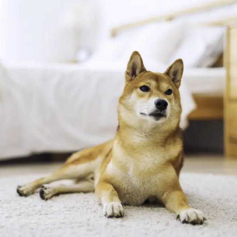 Pet stains on carpet