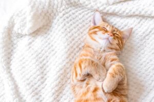 Ginger cat sleeping