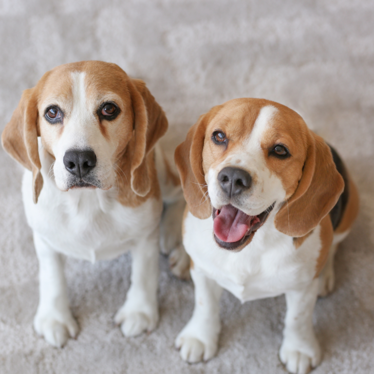 Pet stains carpet cleaning