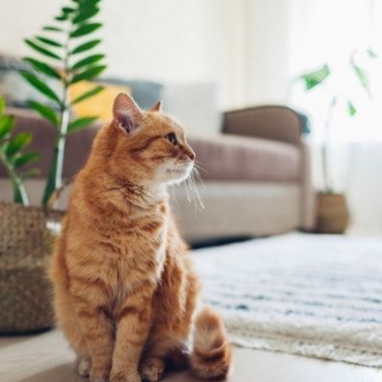 Pet stains carpet cleaning