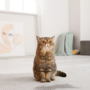 Pet stains on carpet