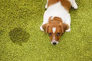 puppy-next-to-dog-urine-on-carpet
