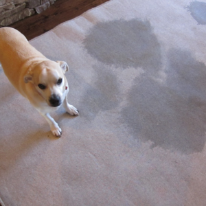 Pet stains carpet cleaning
