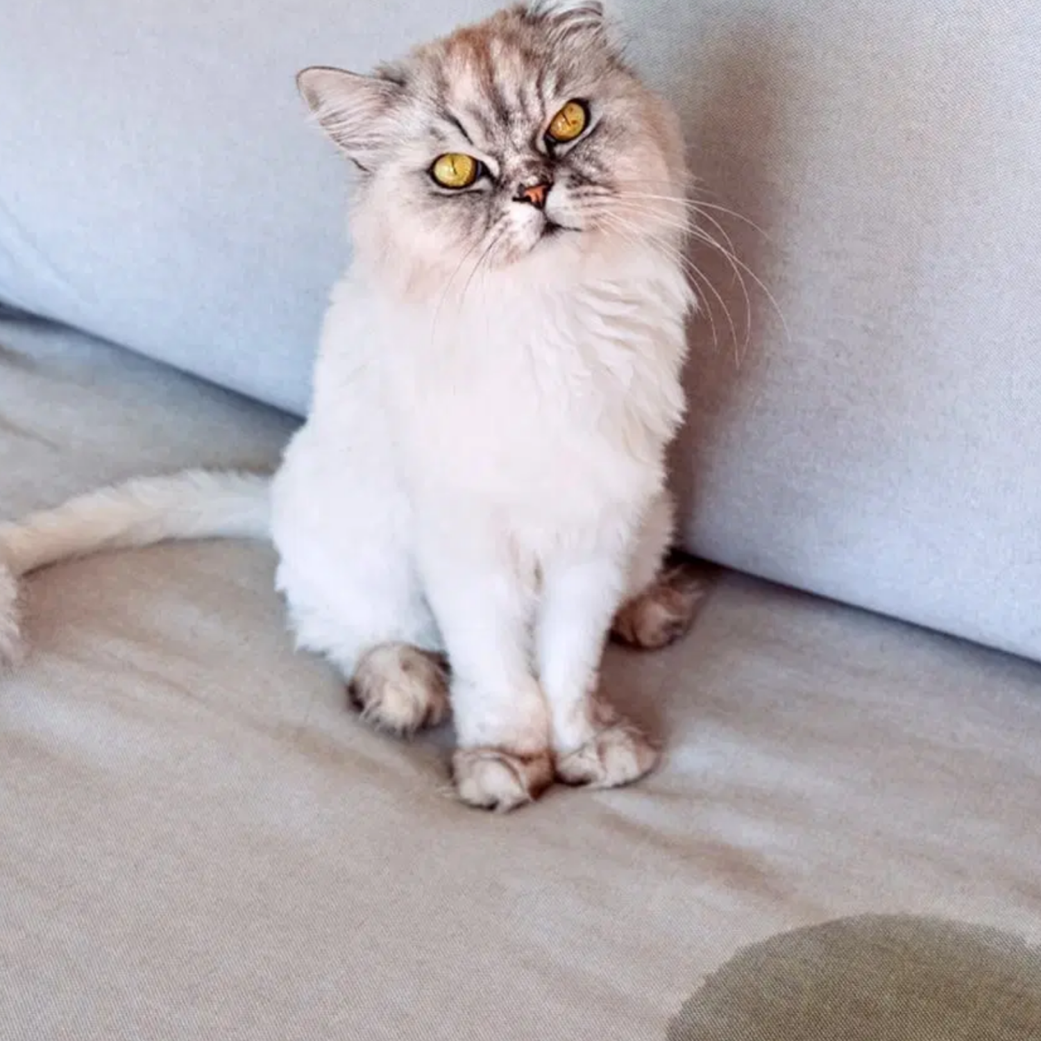 Pet stains carpet cleaning