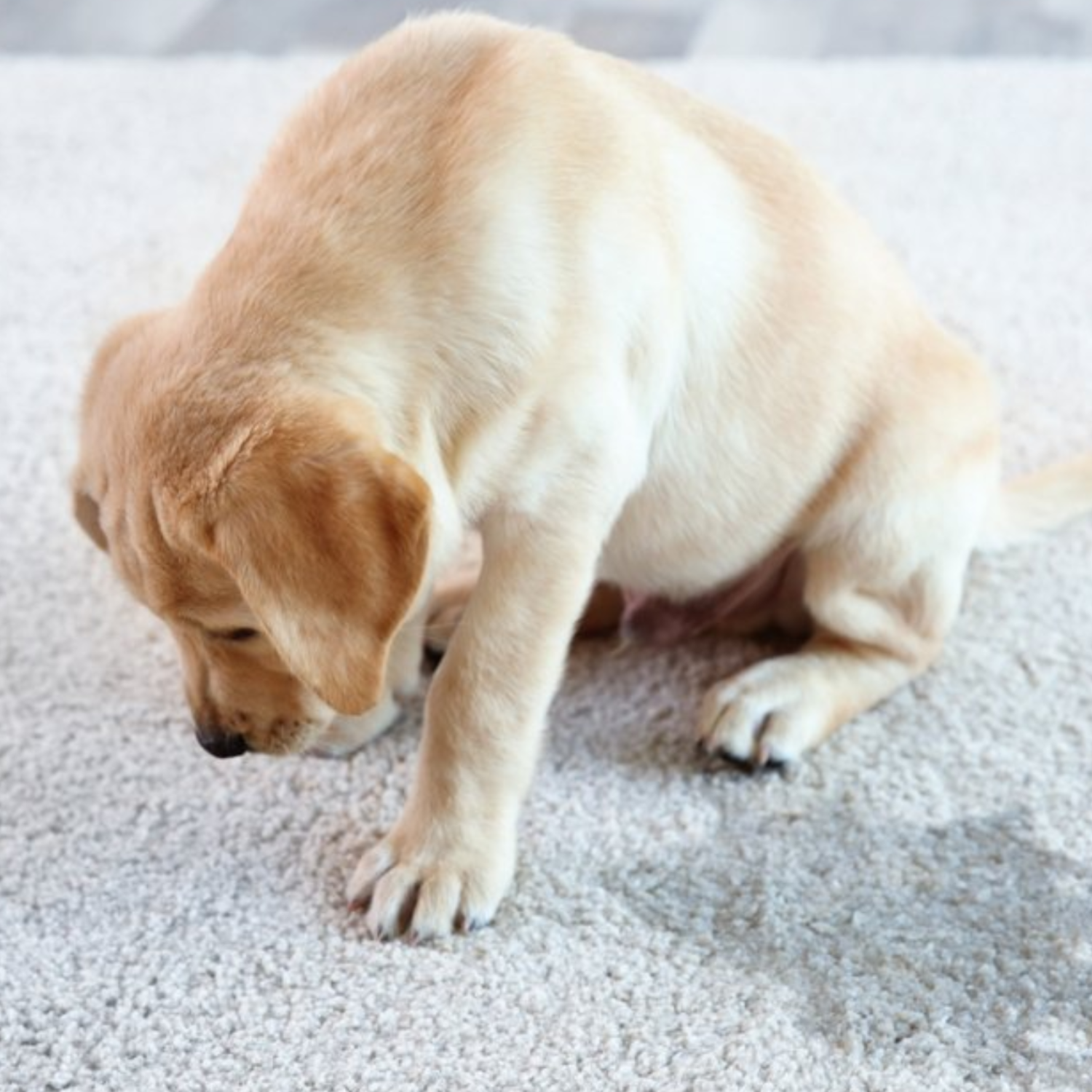 Pet stains carpet cleaning