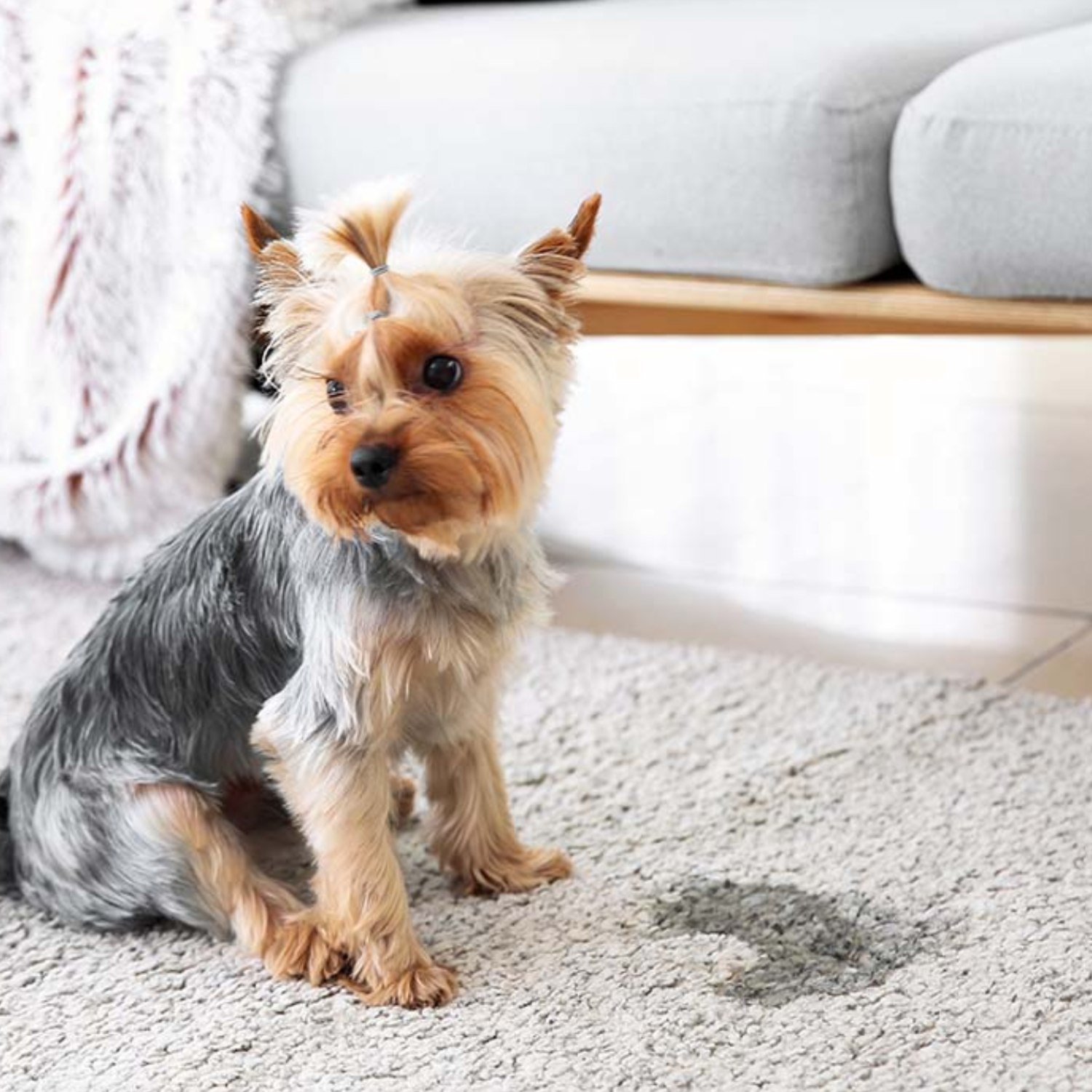 Pet stains carpet cleaning
