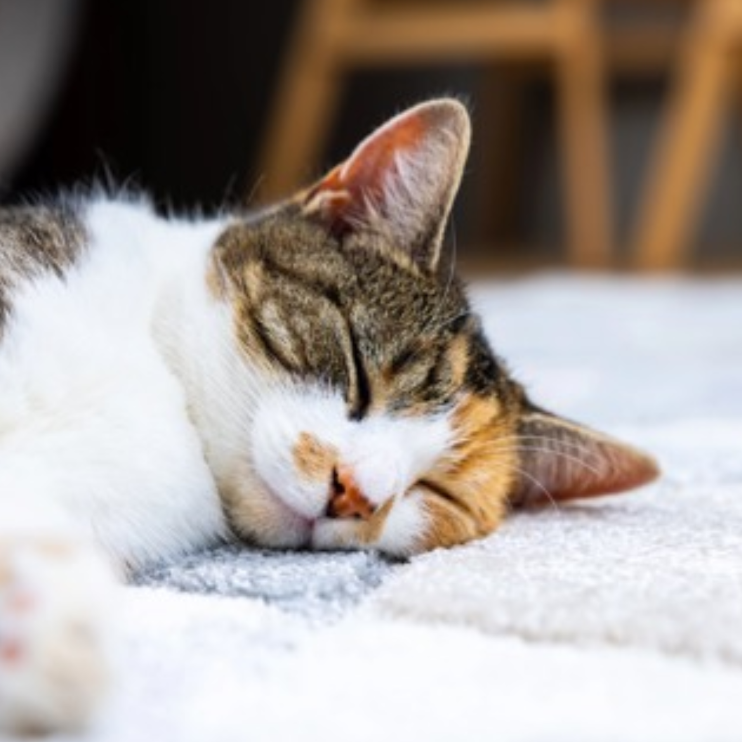 Pet stains carpet cleaning