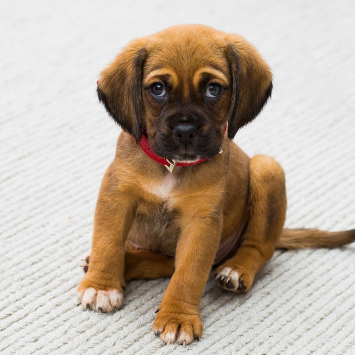 Pet stains carpet cleaning