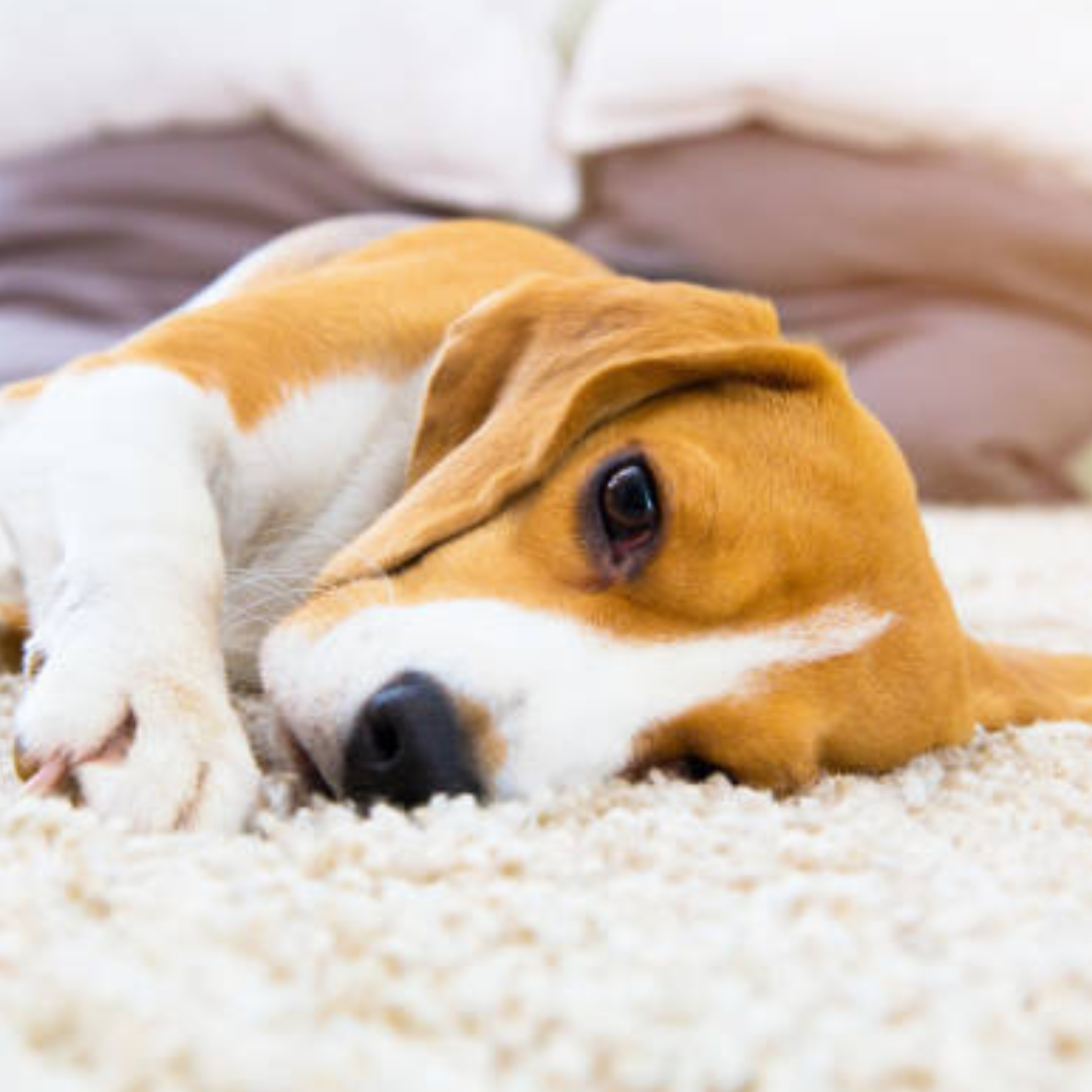 Pet stains carpet cleaning