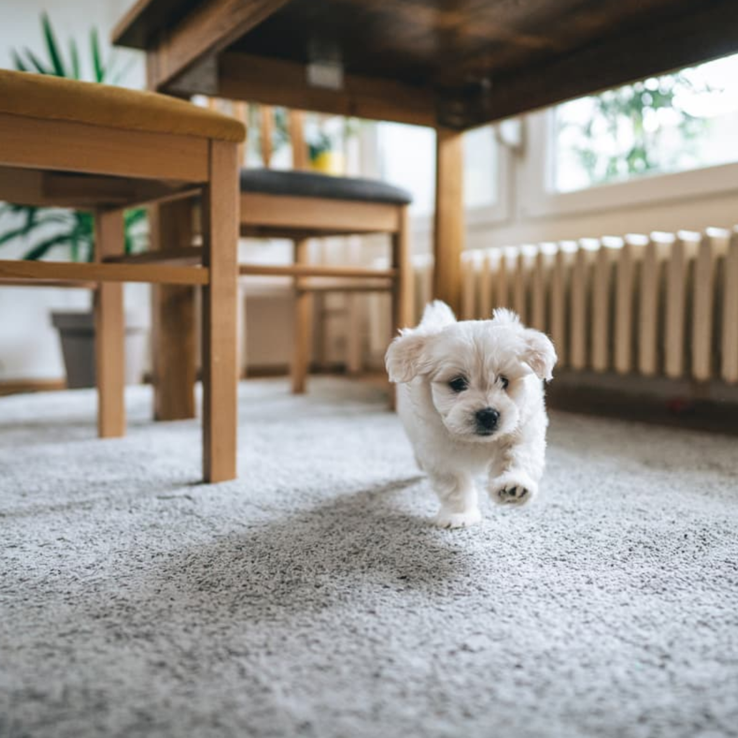 Pet stains carpet cleaning