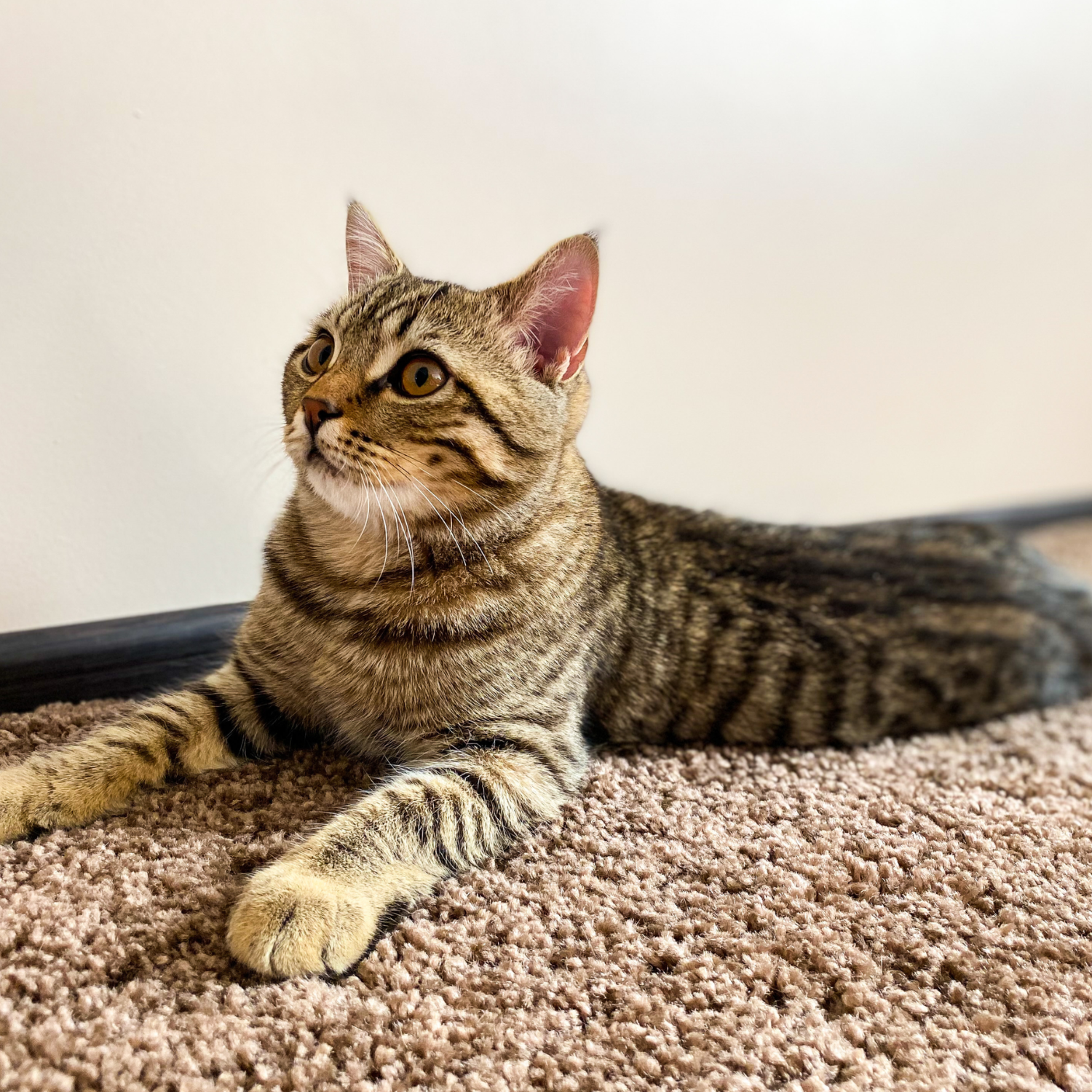 Pet stains carpet cleaning