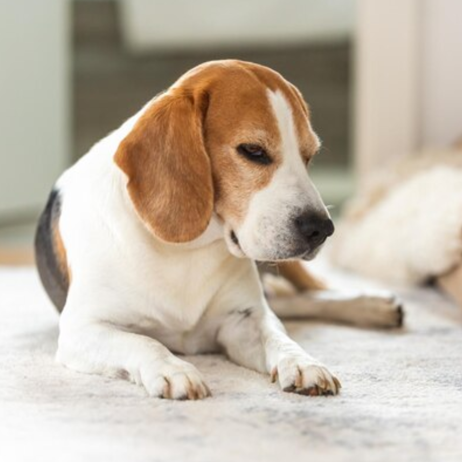 Pet stains carpet cleaning