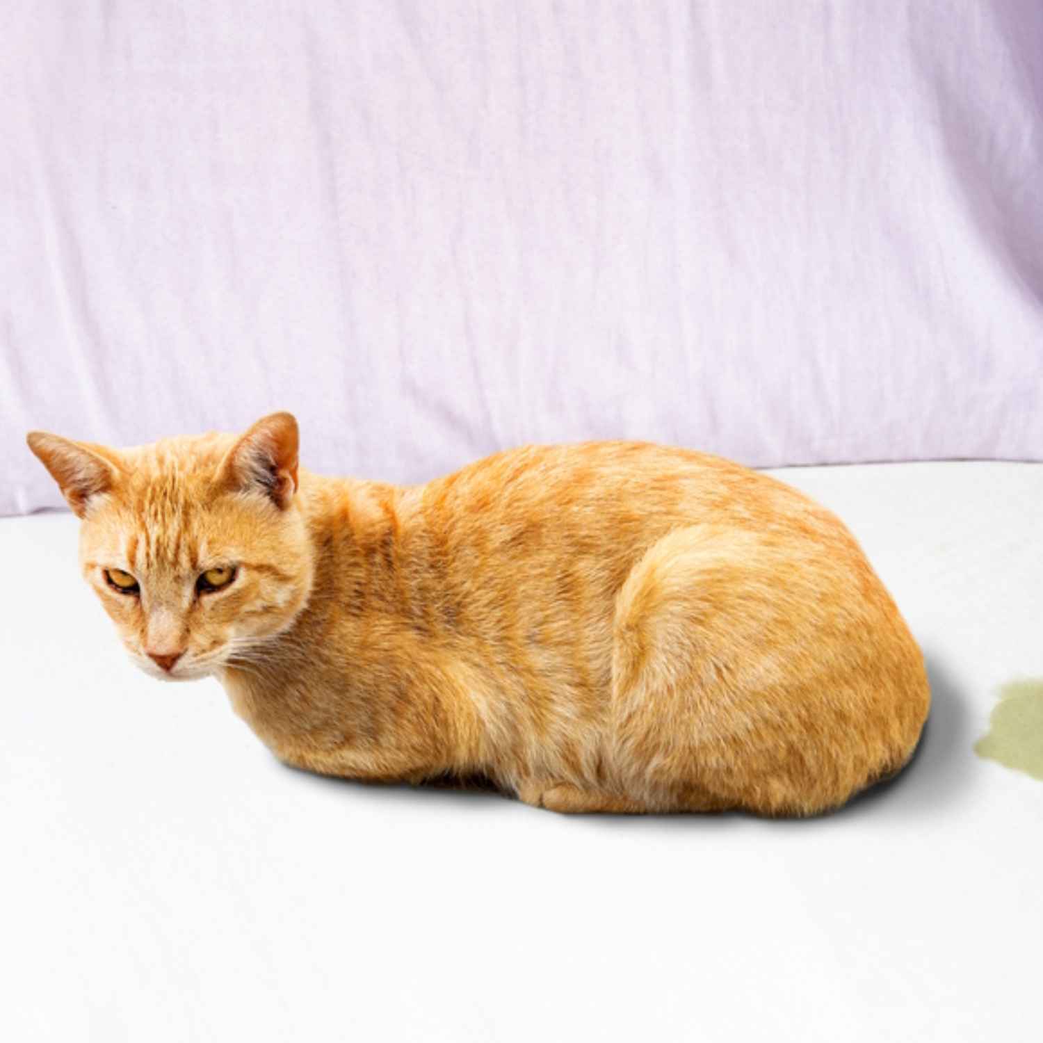 Pet stains carpet cleaning