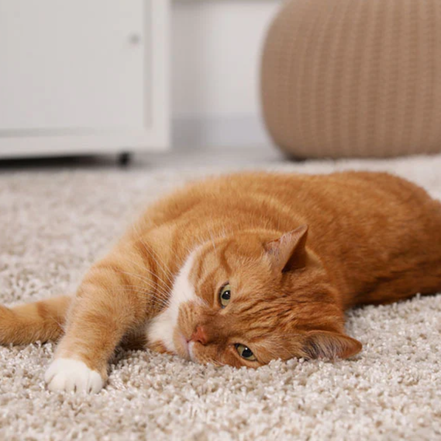Pet stains carpet cleaning