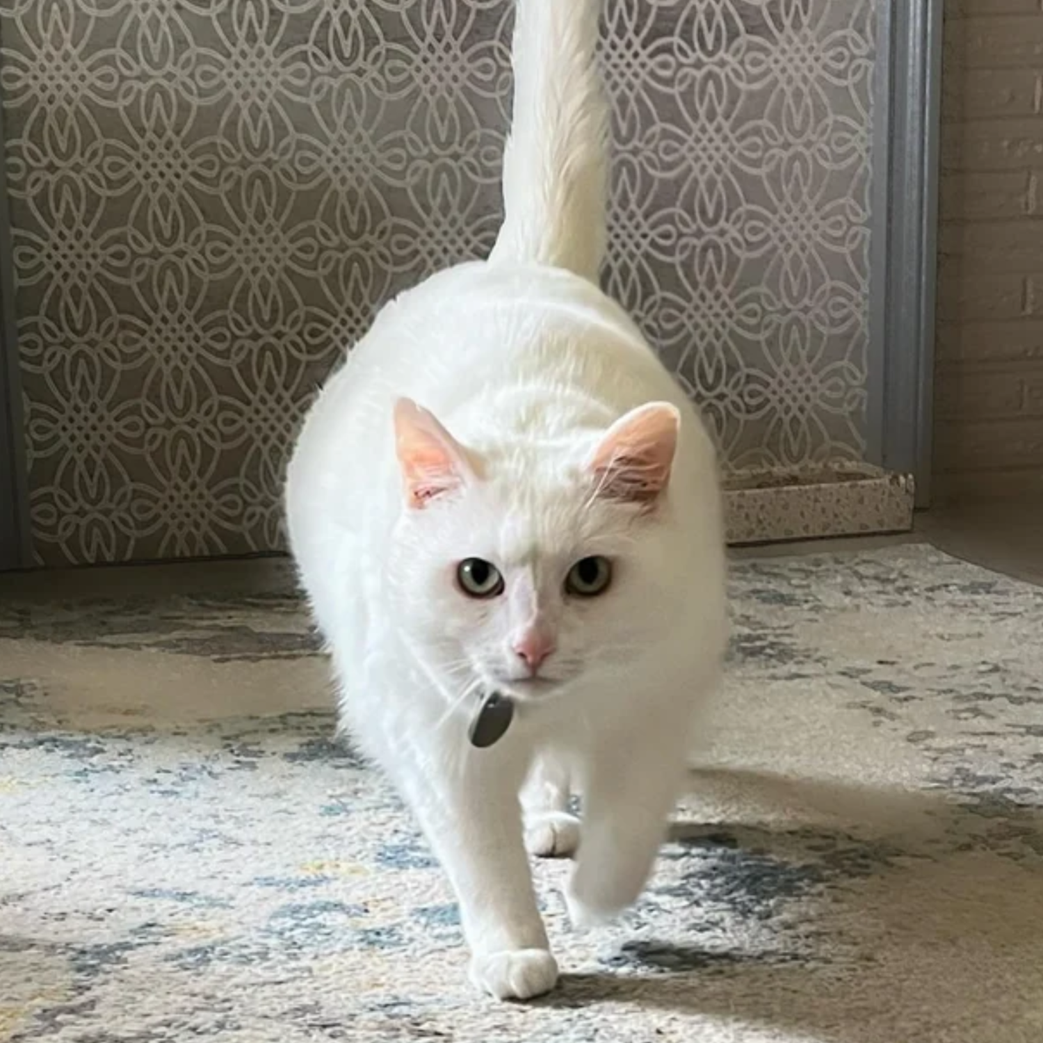 Pet stains carpet cleaning