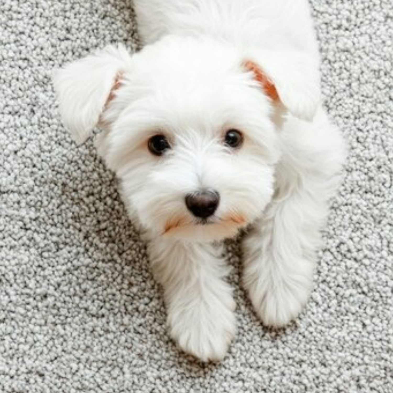 Pet stains carpet cleaning