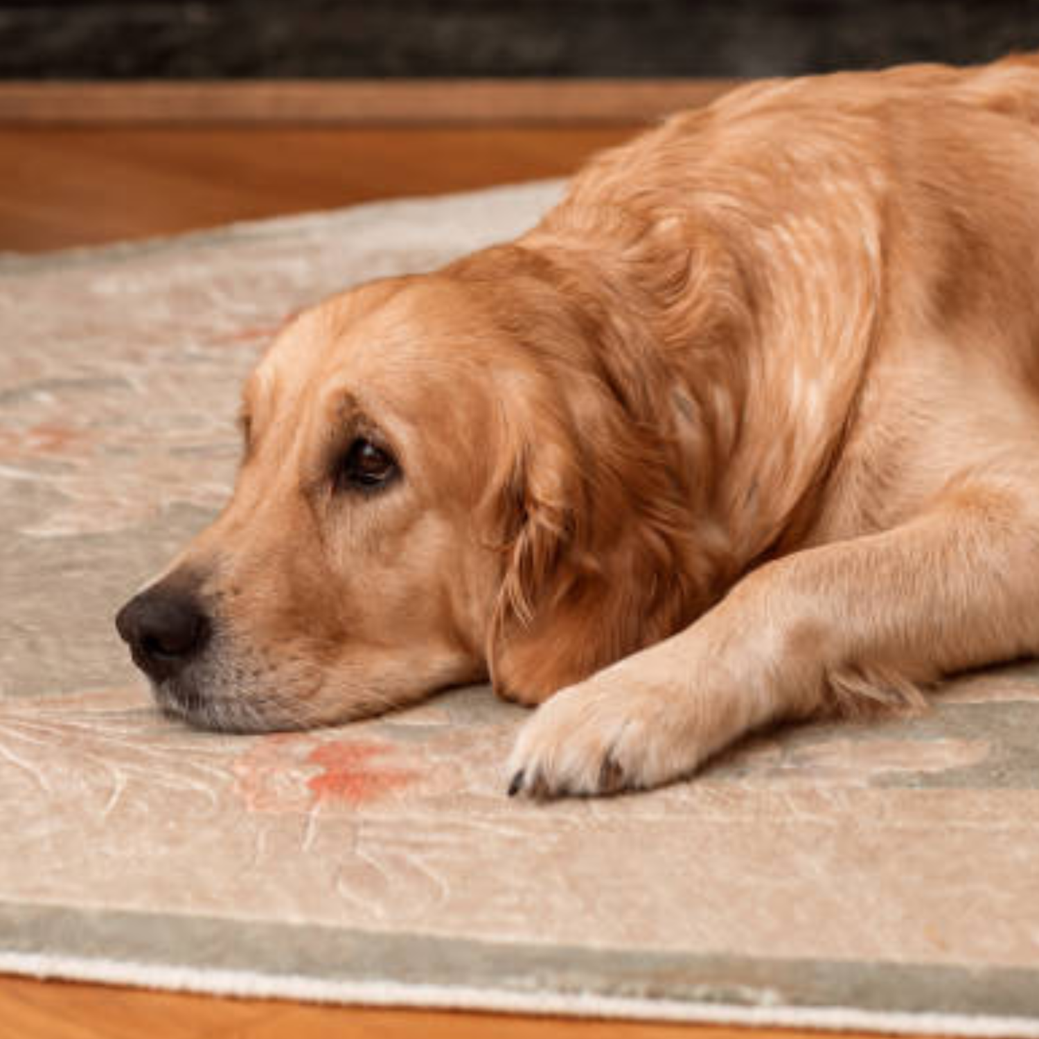 Pet stains carpet cleaning