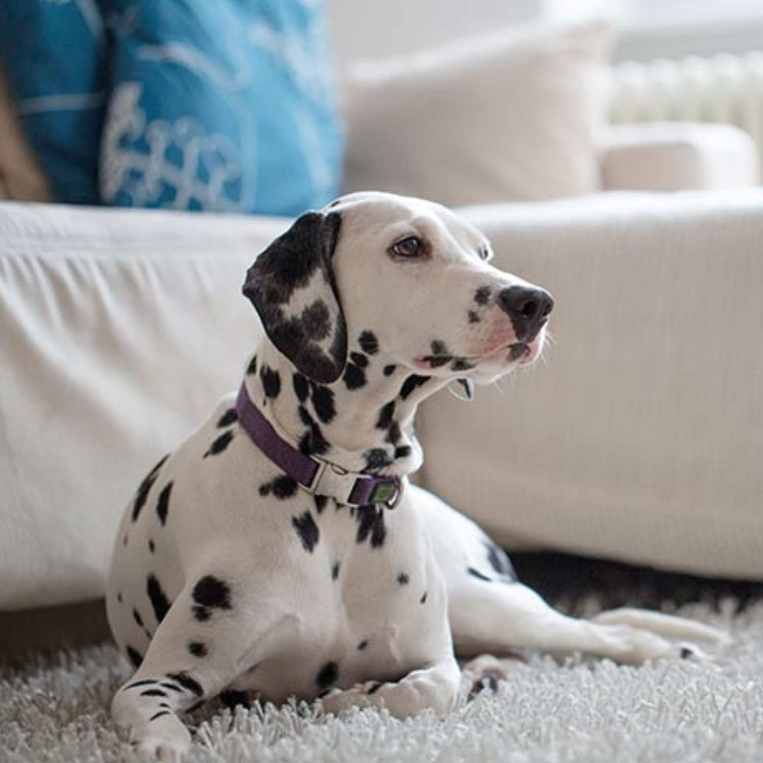 Pet stains carpet cleaning