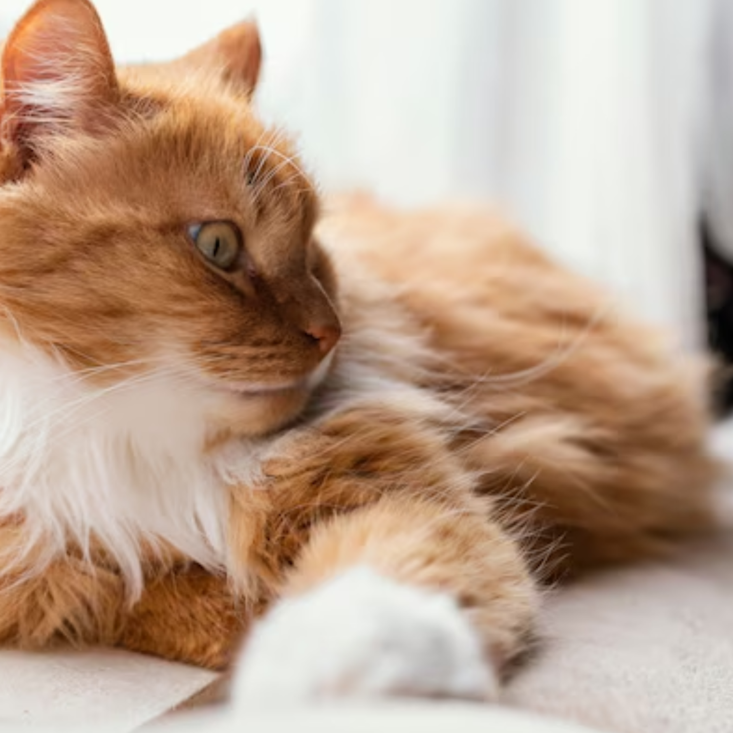 Pet stains carpet cleaning