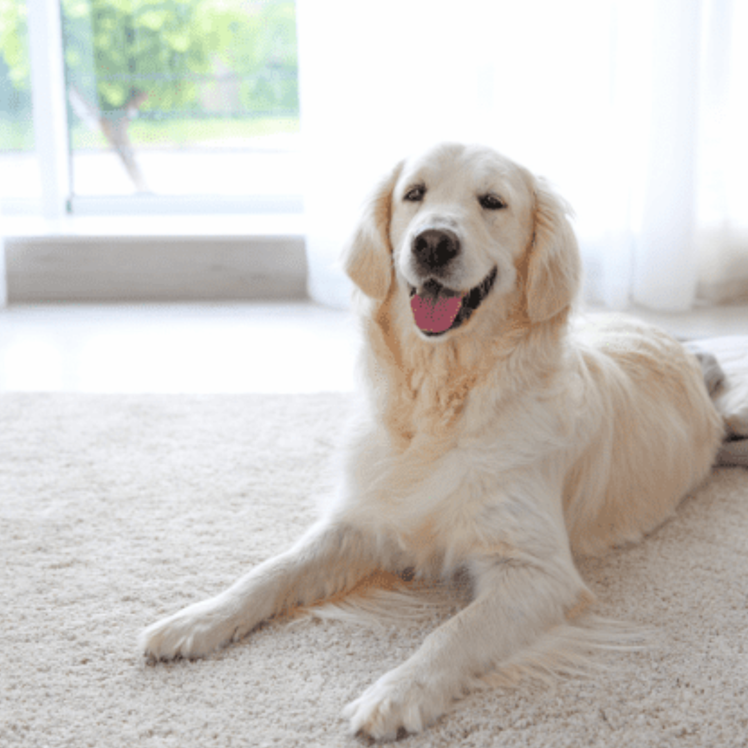 Pet stains carpet cleaning
