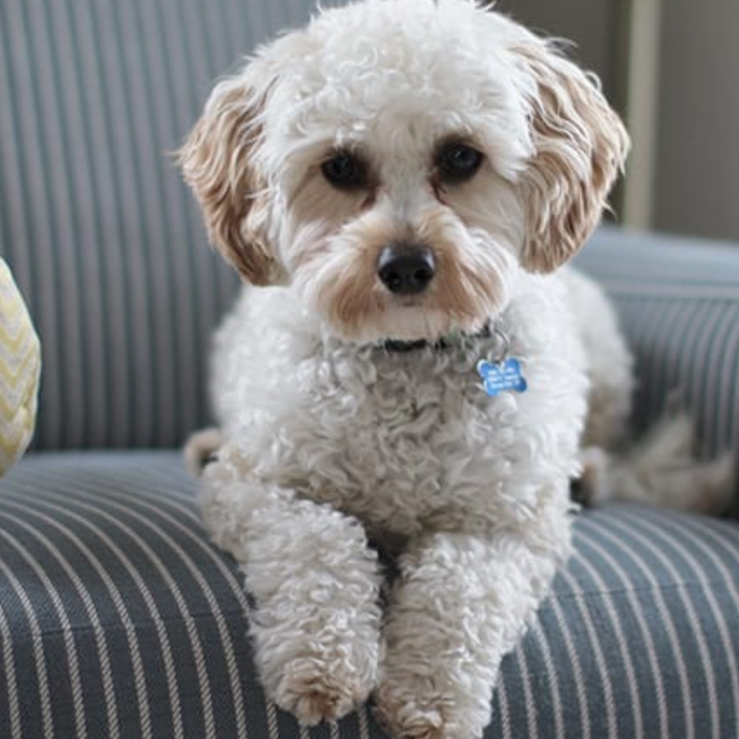 Pet stains carpet cleaning