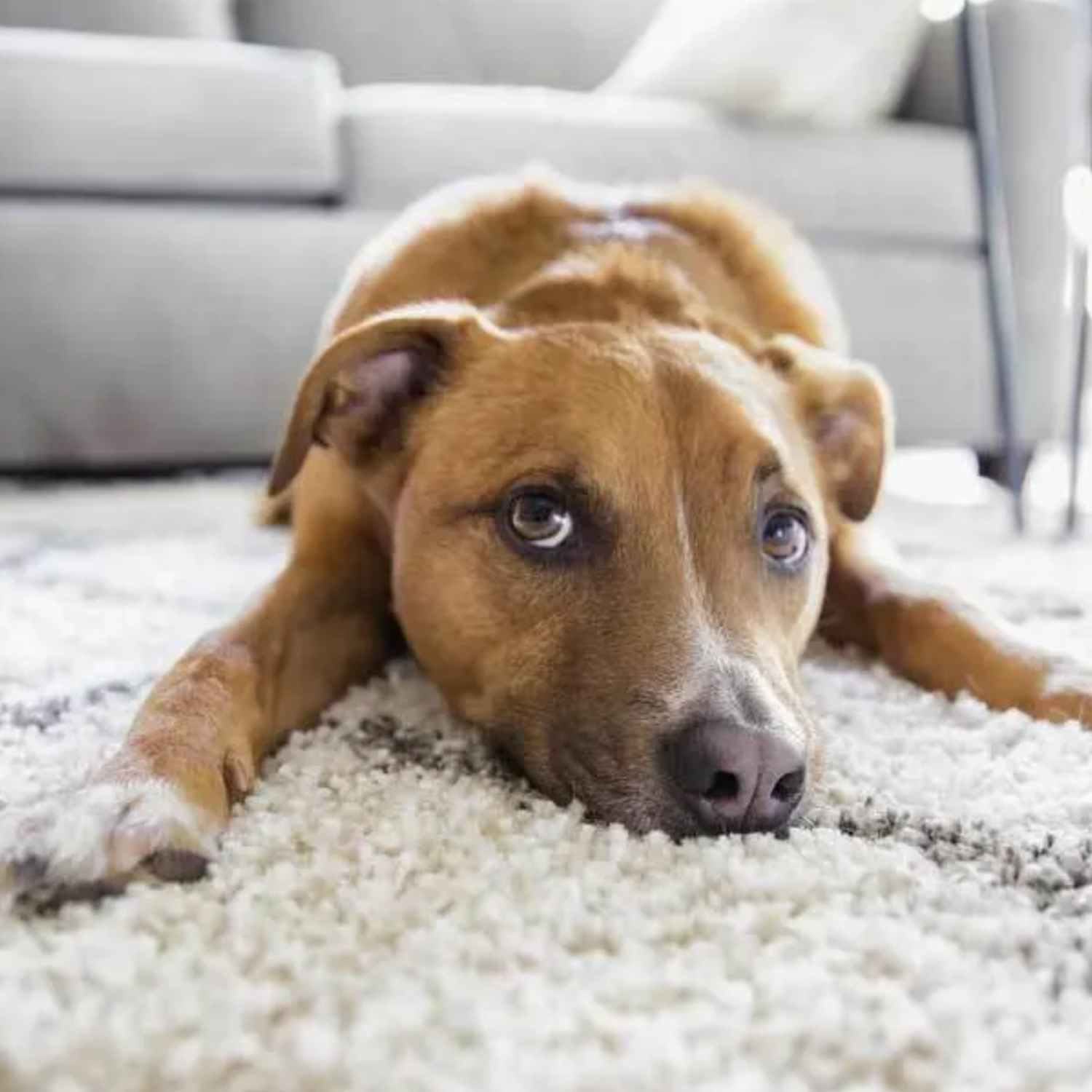 Pet stains carpet cleaning