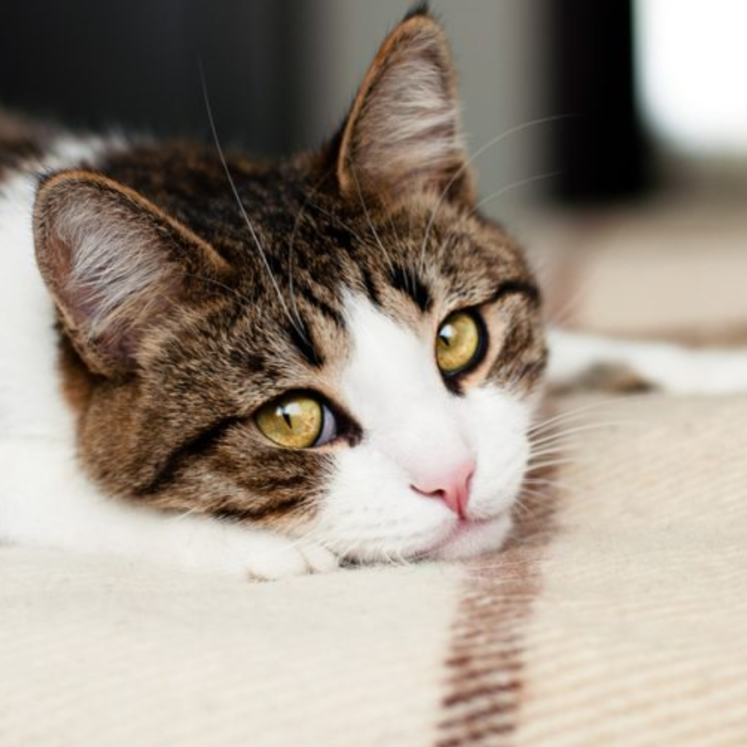 Pet stains carpet cleaning