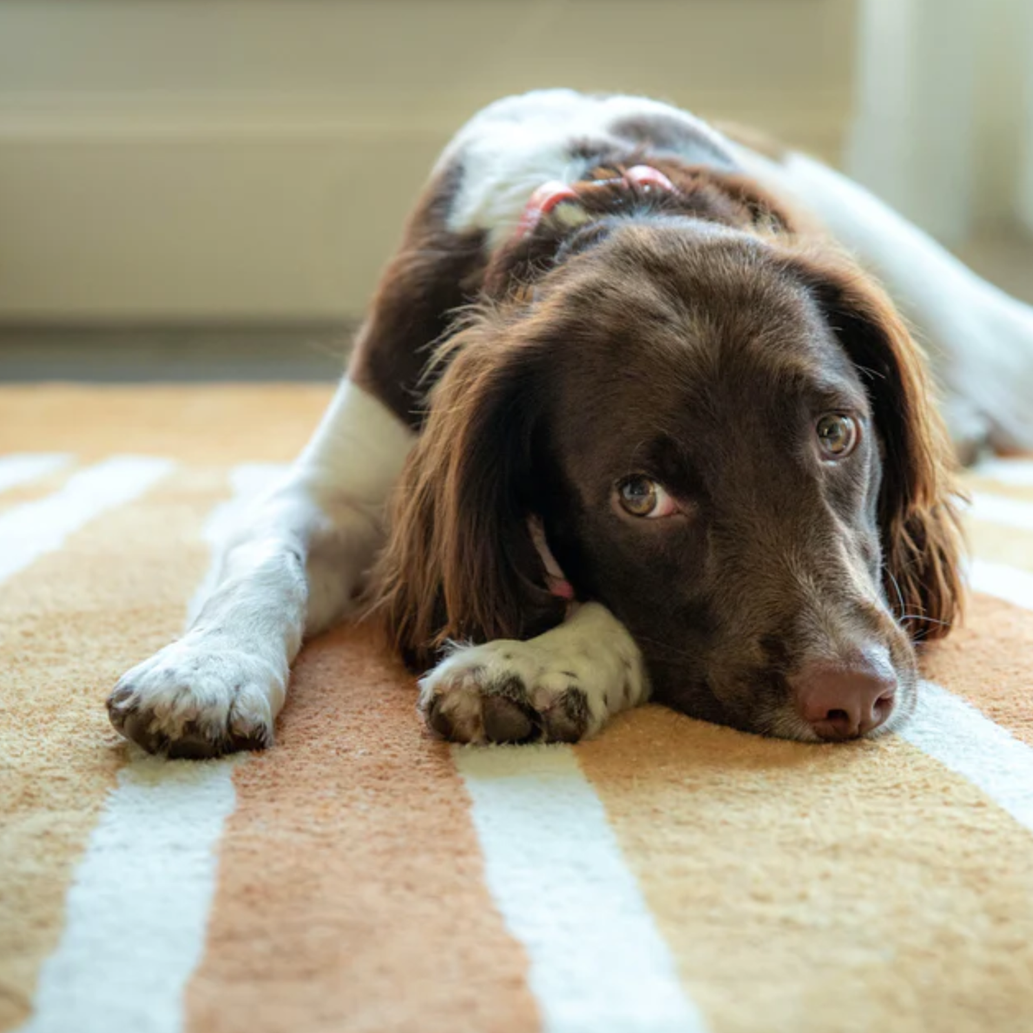 Pet stains carpet cleaning
