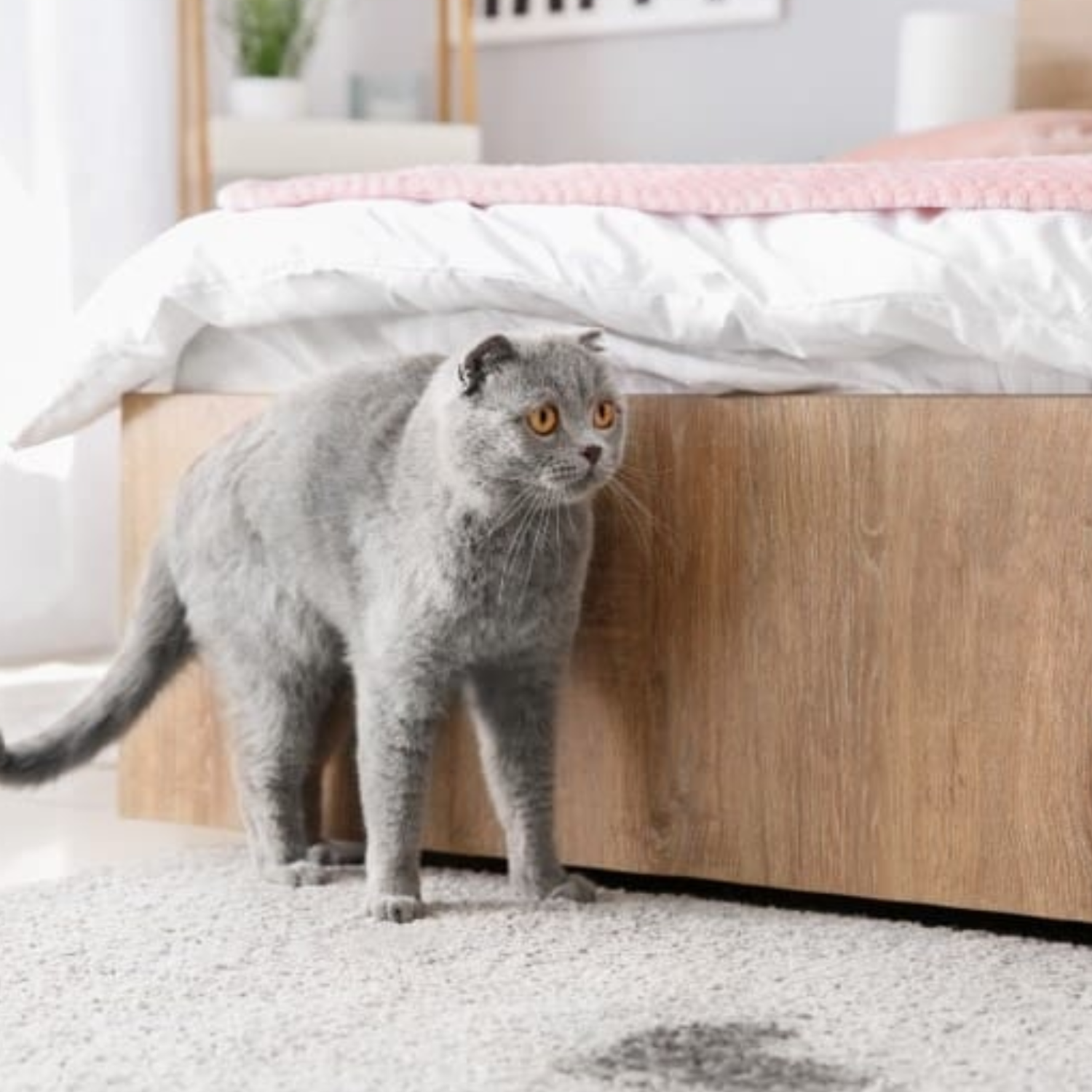 Pet stains carpet cleaning