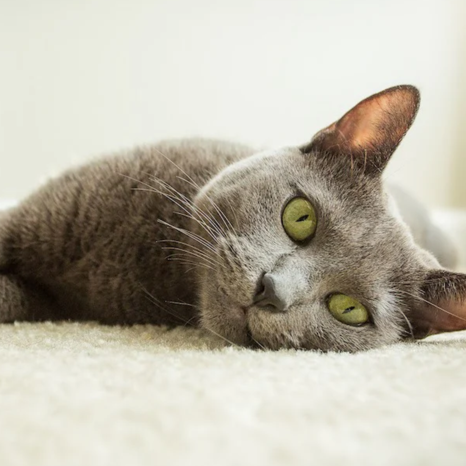Pet stains carpet cleaning