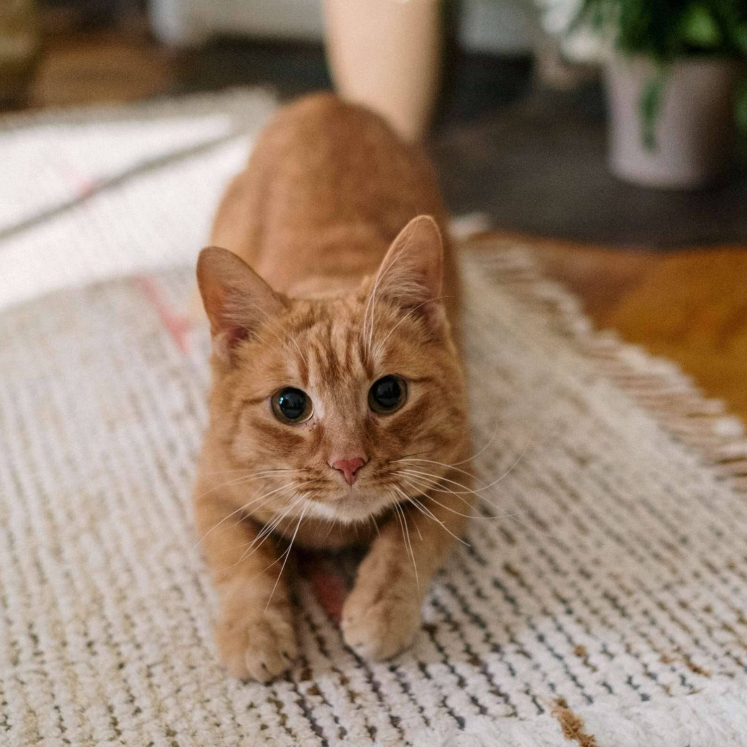 Pet stains carpet cleaning