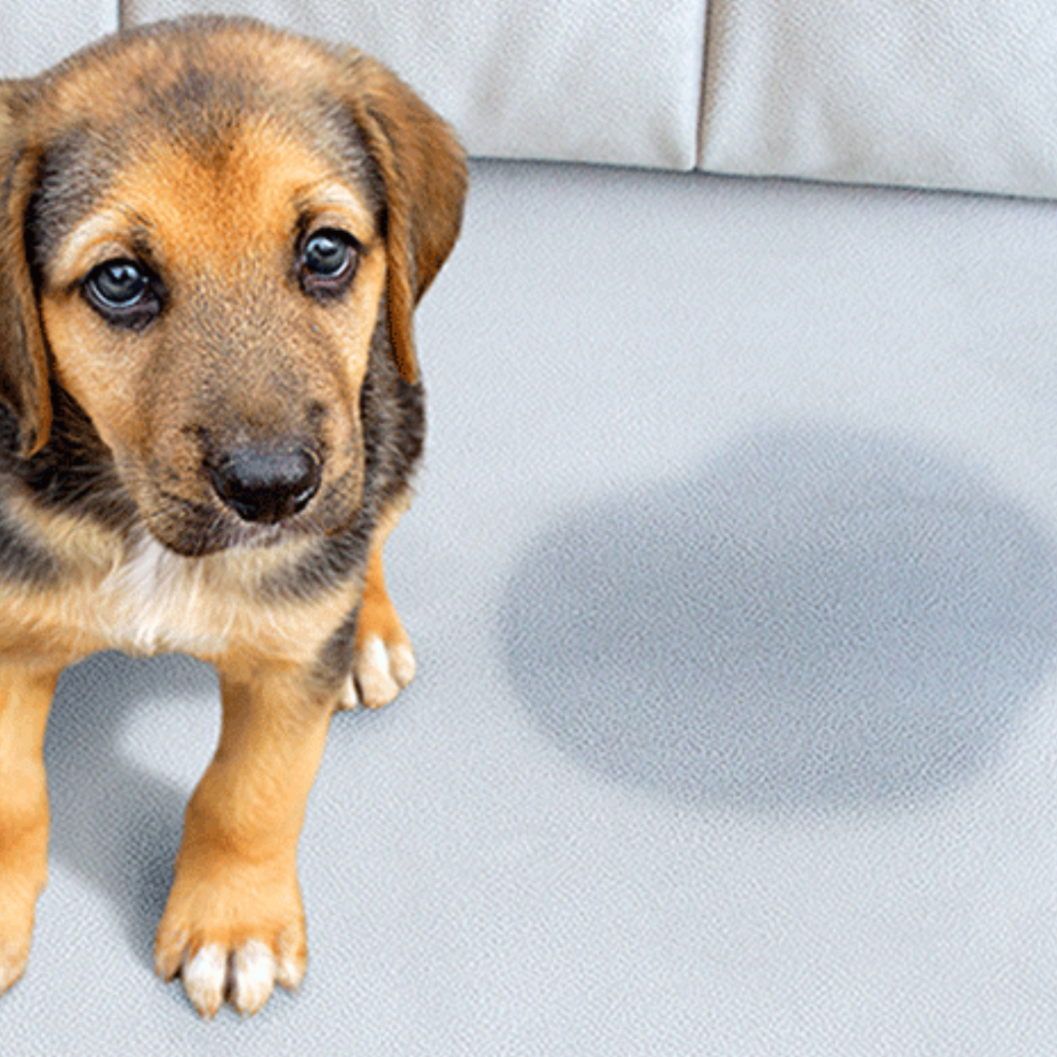 Pet stains carpet cleaning