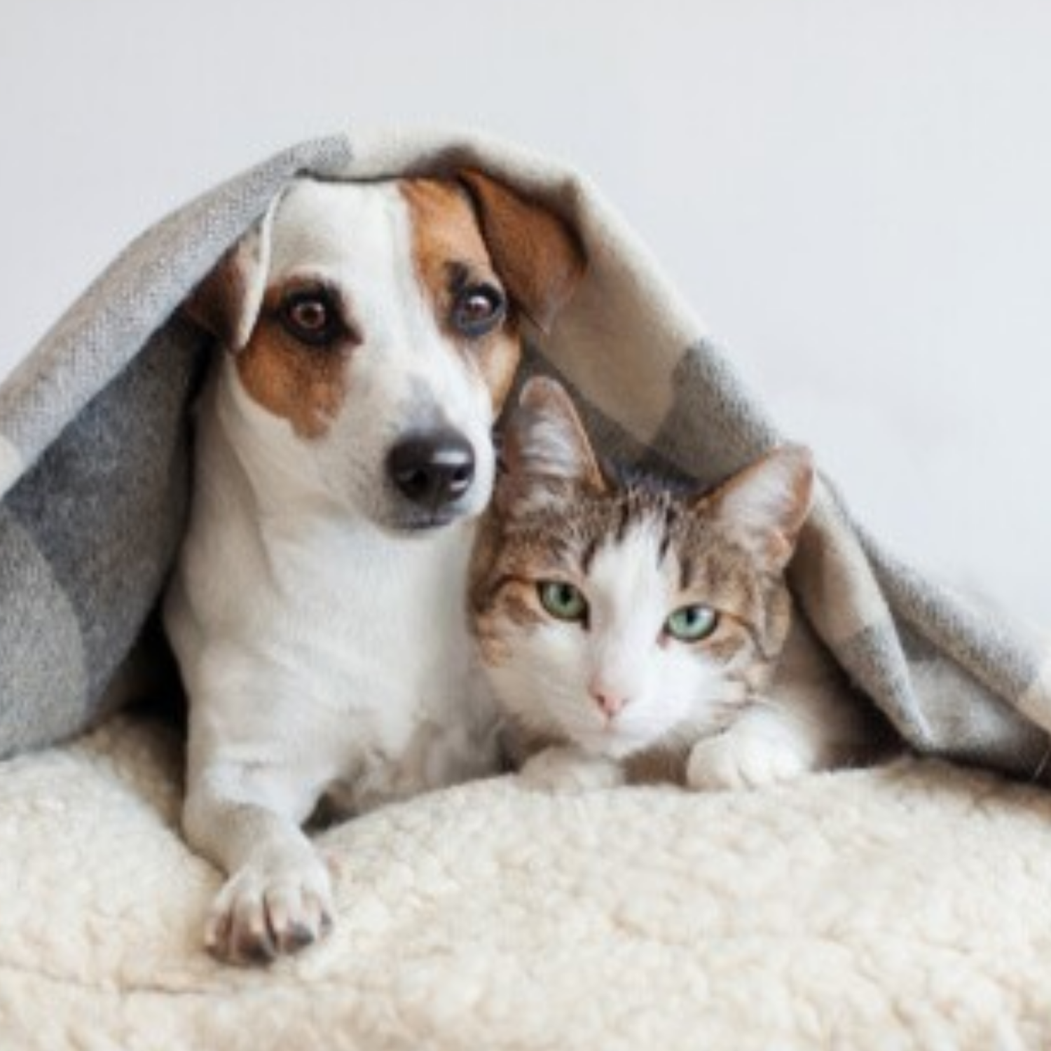 Pet stains carpet cleaning