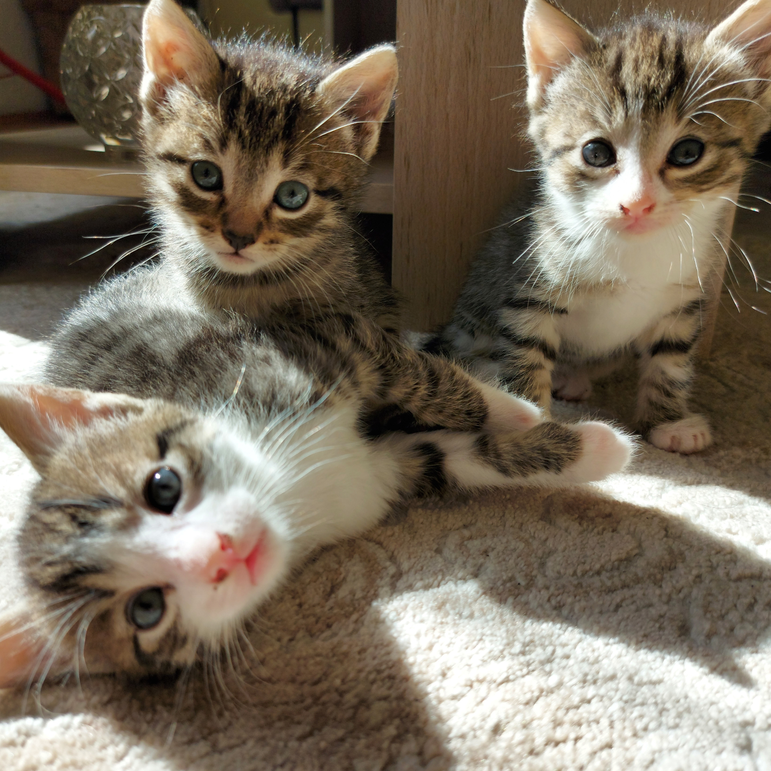 Pet stains carpet cleaning