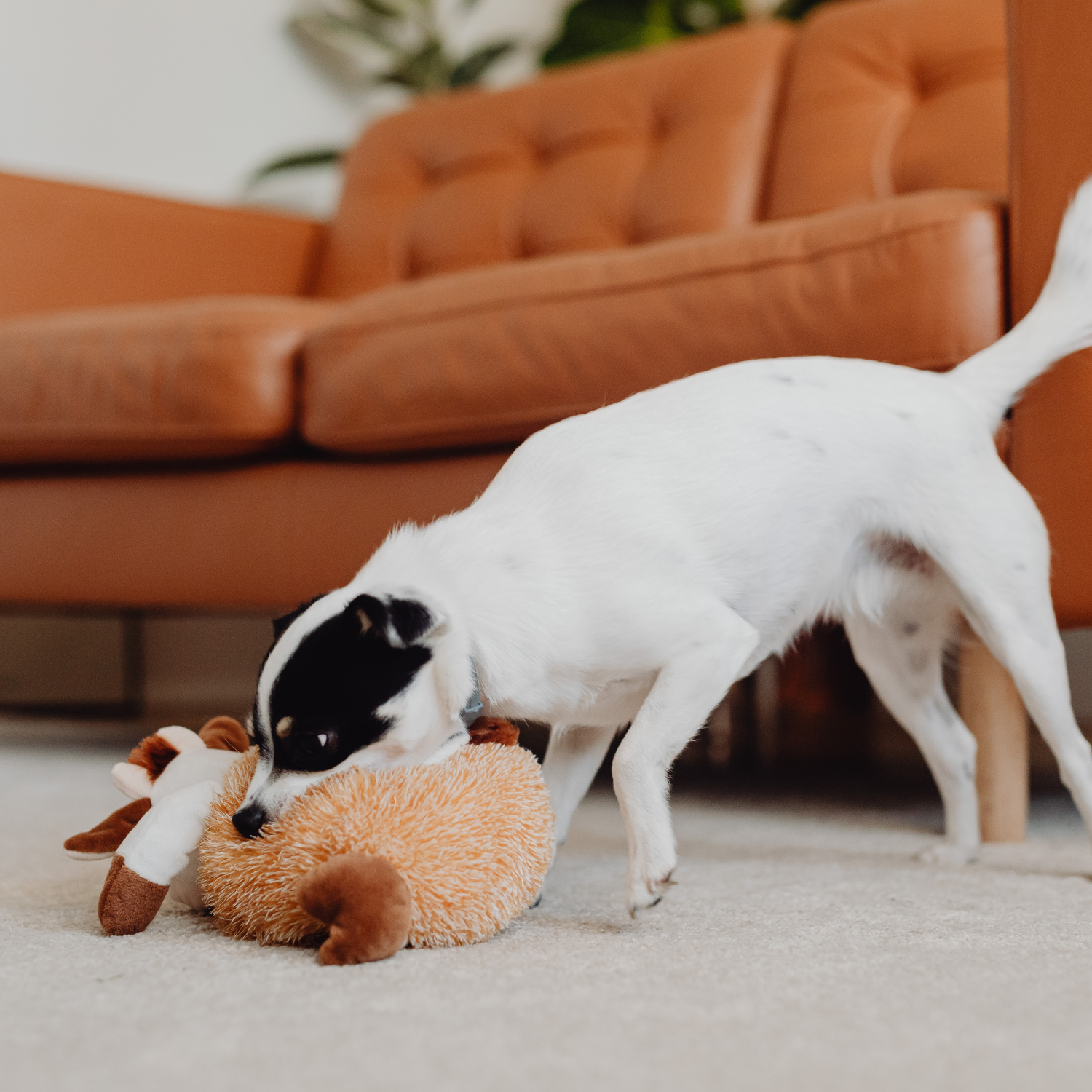 Pet stains carpet cleaning