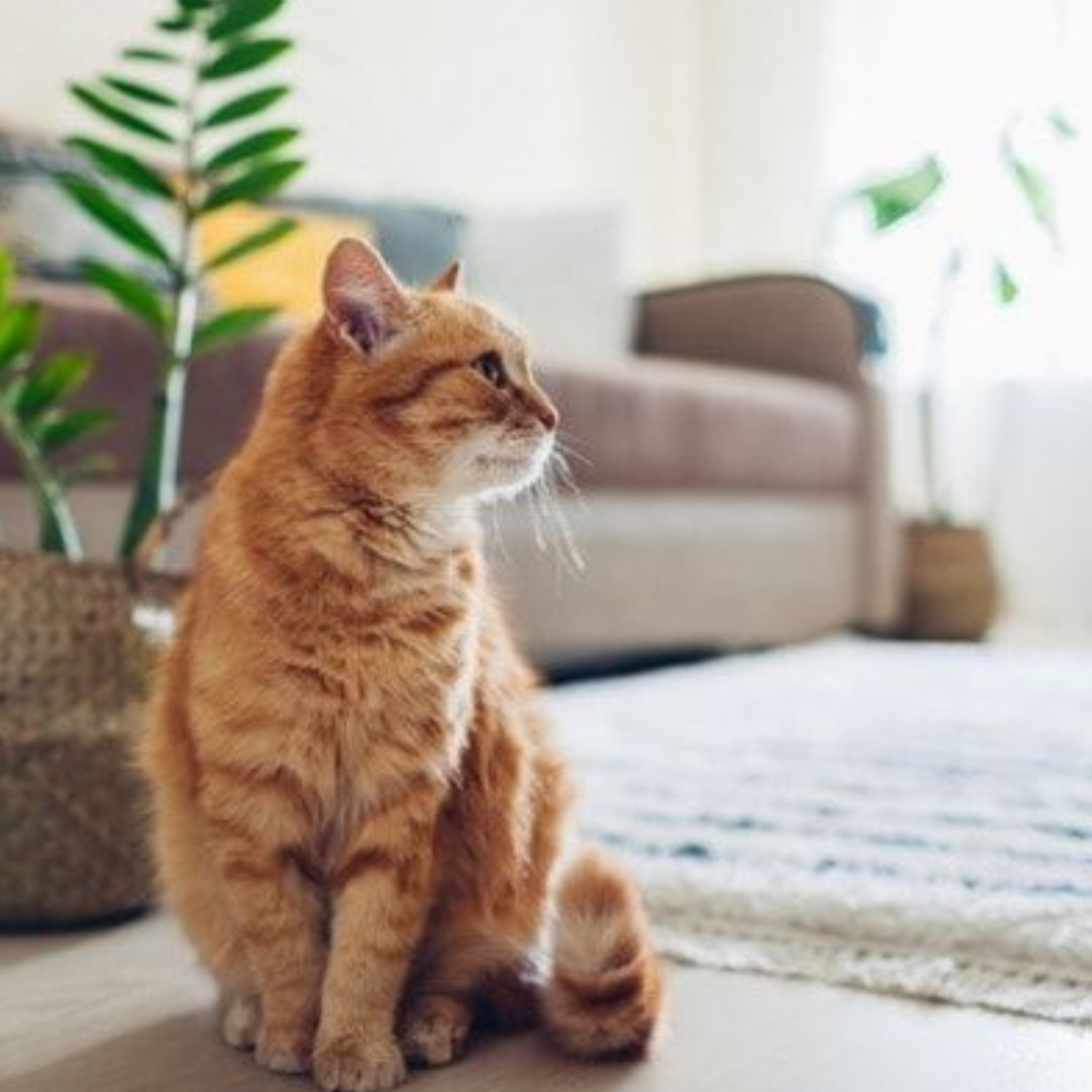 Pet stains carpet cleaning